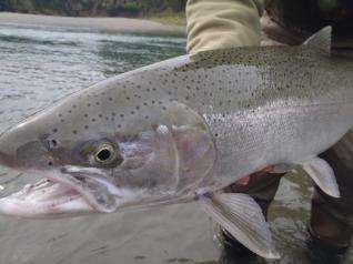 Guided Oregon Steelhead Fly Fishing Trips