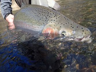 Fly Fishing in Oregon