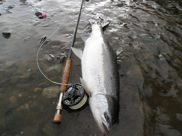 Fly Fishing for Steelhead in Oregon